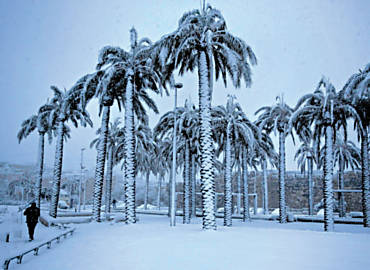 Nevasca em Jerusalm - Vinte centmetros de neve caram na cidade entre quarta e quinta desta semana, cobrindo as ruas e at as palmeiras; tempestade foi a pior em 20 anos