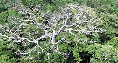 rvore morta na Amaznia durante a 'superseca' de 2005