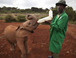 Filhote órfão de elefante é alimentado com mamadeira em evento para celebrar do Dia Mundial do Ambiente em orfanato para elefantes em Nairóbi, no Quênia