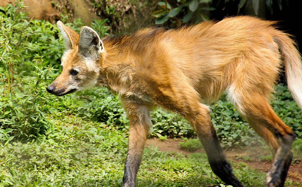 Veja alguns animais do Zoológico de São Paulo 09/07/2018 Turismo Fotografia Folha de S.Paulo Veja alguns animais do Zoológico de São Paulo 09/07/2018 Turismo Fotografia Folha de S.Paulo