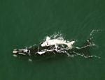 ONG monitora reprodução de baleia-franca em SC