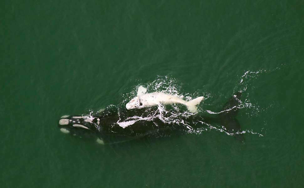 Nascem cerca de 26 filhotes de baleia-franca em Santa Catarina a cada temporada; em 2007, foi registrado um pico de 54 nascimentos