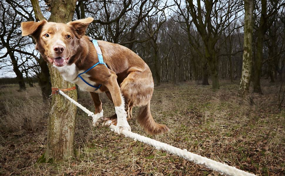 Cão Ozzy entrou para a edição 2014 do Guinness, livro dos recordes, por ser o cachorro mais rápido ao atravessar corda bamba; ele cruzou com sucesso uma corda de 3,5 metros em 18s22 