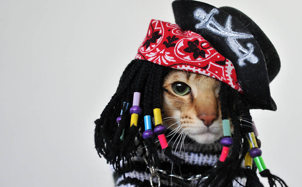 Gato com fantasia de pirata em exposi??o de gatos em Bishkek, Quirguist?o Veja mais imagens