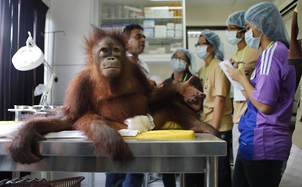 O orangotango Hang Lipo, de um ano e seis meses, realiza exame de sangue em Perak, a 300km da capital Kuala Lumpur, na Malásia Veja mais imagens