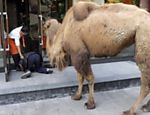 Na companhia de seu camelo, pedinte se ajoelha em frente a uma loja, em Shaoxing, na China, para pedir dinheiro 