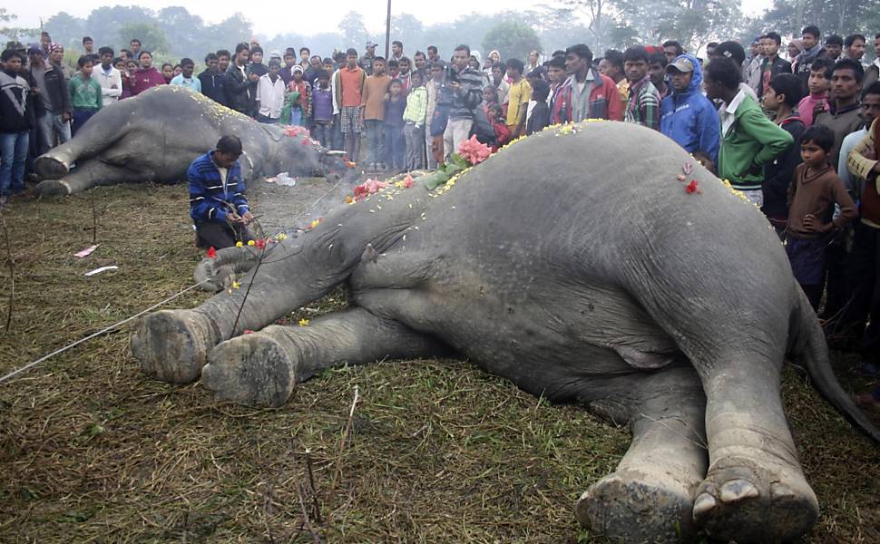 População coloca flores e faz espécie de velório para dois elefantes que morreram eletrocutados no nordeste da Índia 