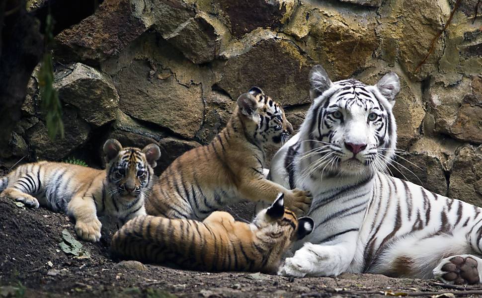 Filhotes de tigre