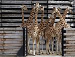 Grupo de girafas do zoológico de Paris