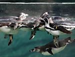 Pinguins-de-humboldt nadam no zoológico de Paris