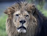 Leão no zoológico de paris, que reabre no sábado (12)
