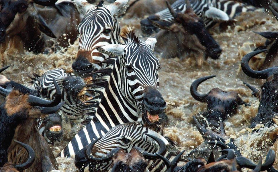 Zebras brigam para se impor em 'mar' de gnus