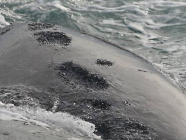 Baleias mudam forma de respirar para evitar ataques de gaivotas