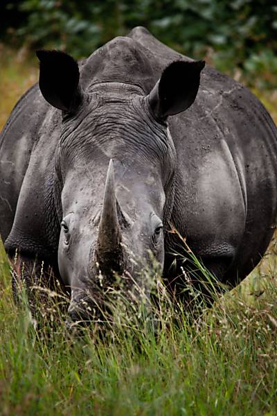 A jornada do rinoceronte