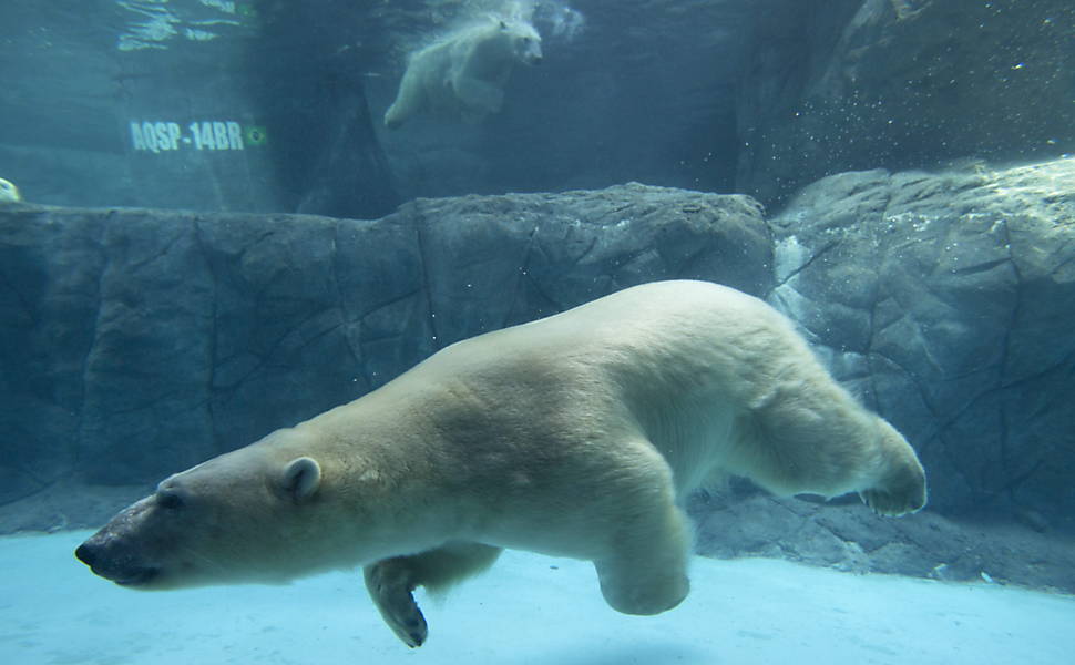 Urso polar do Aqurio de So Paulo