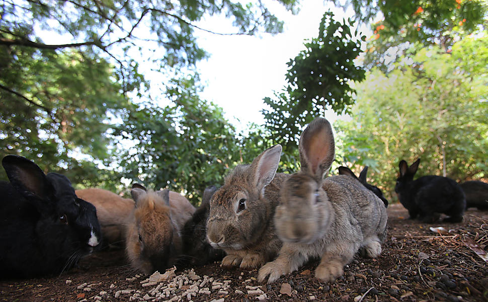 Superpopulao de coelhos em Limeira