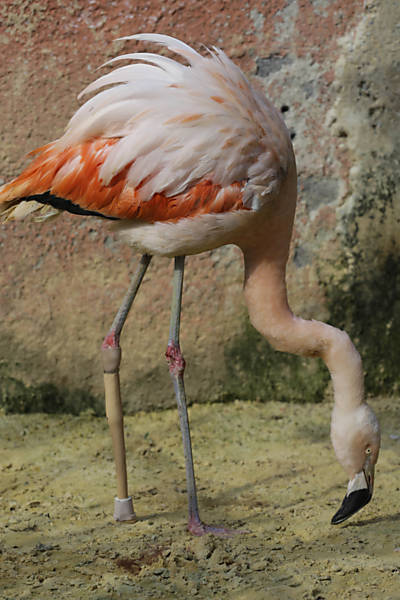 Flamingo reabilitado