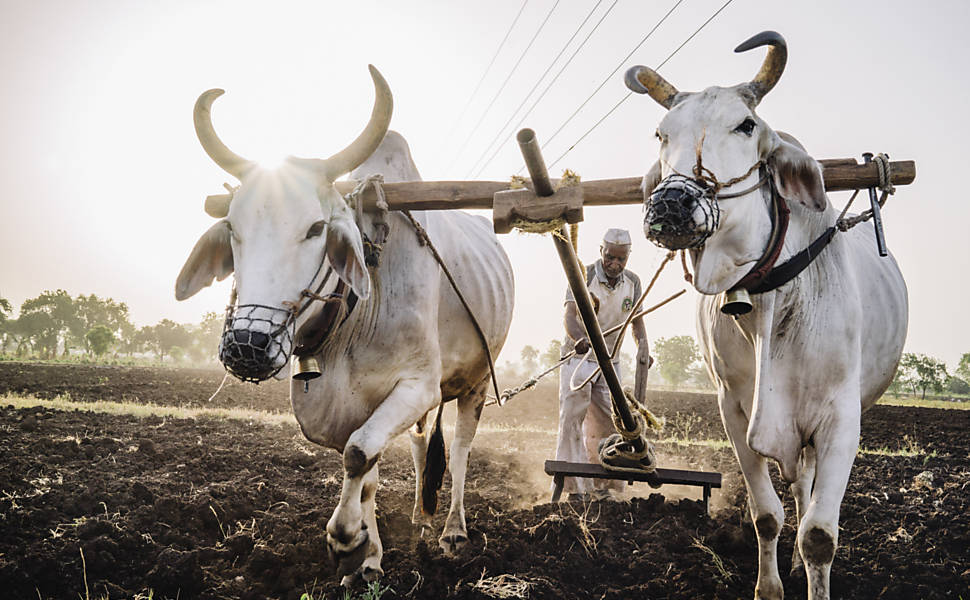 Veto ao abate de touros irrita agricultores indianos