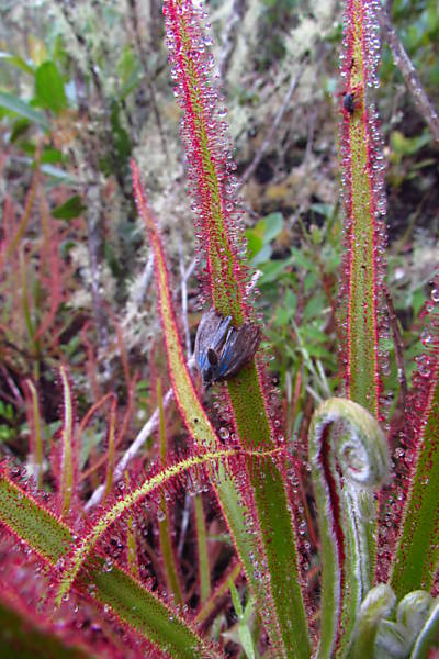 Drosera Magnifica