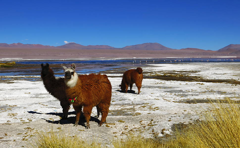 lbum de Viagem - Bolvia e Peru por Daniel Popov
