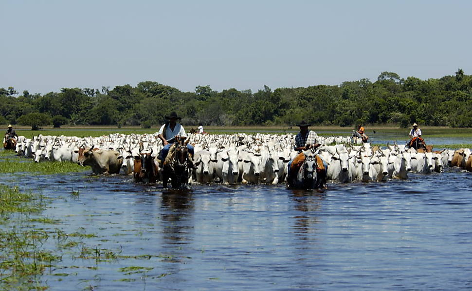 Hospedagens rurais fazem 'imerso' no Pantanal 