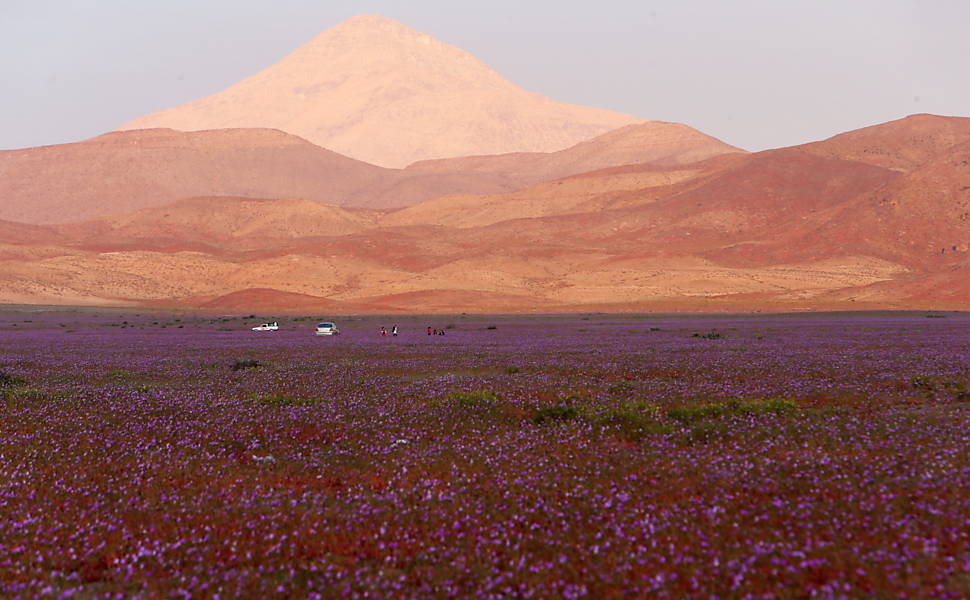 Deserto do Atacama floresce