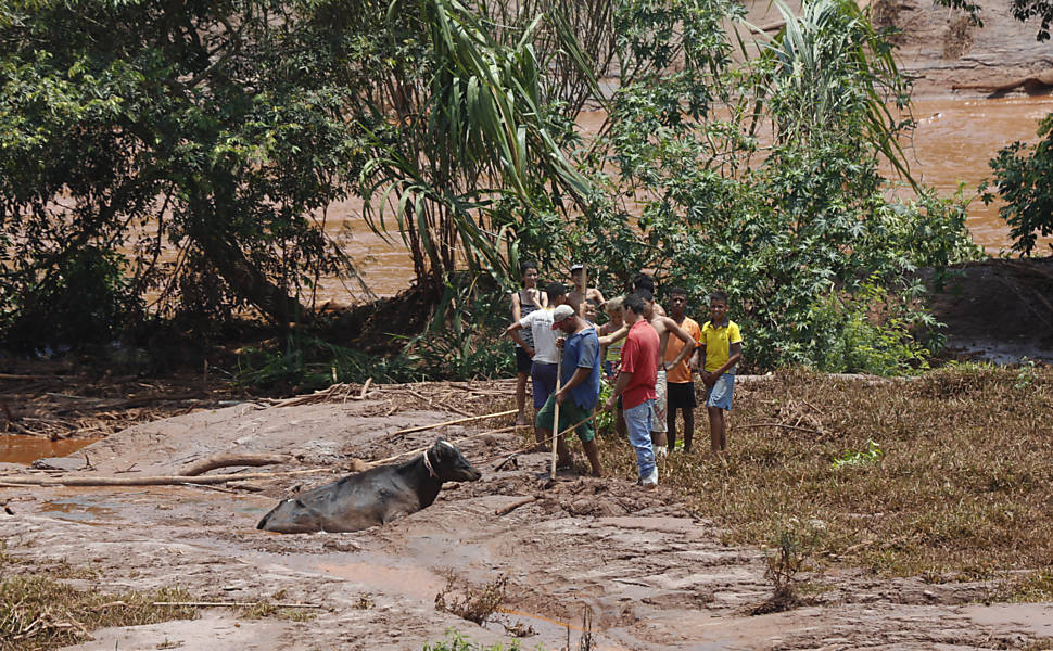 Voluntários tentam ajudam vaca a sair de atoleiro após enxurrada de lama que invadiu a cidade de Barra Longa, em Minas Gerais, devido ao rompimento das barragens de uma mineradora em Mariana