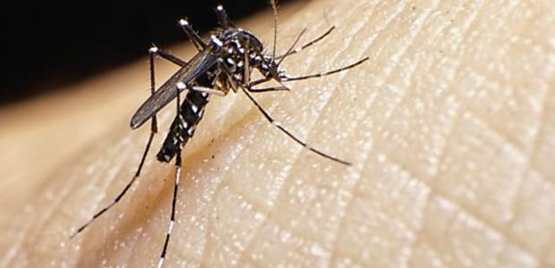 O que se sabe sobre relao entre vrus zika e microcefalia