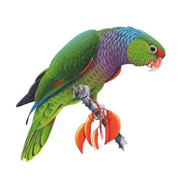 As espcies de papagaio mais bonitas do Brasil