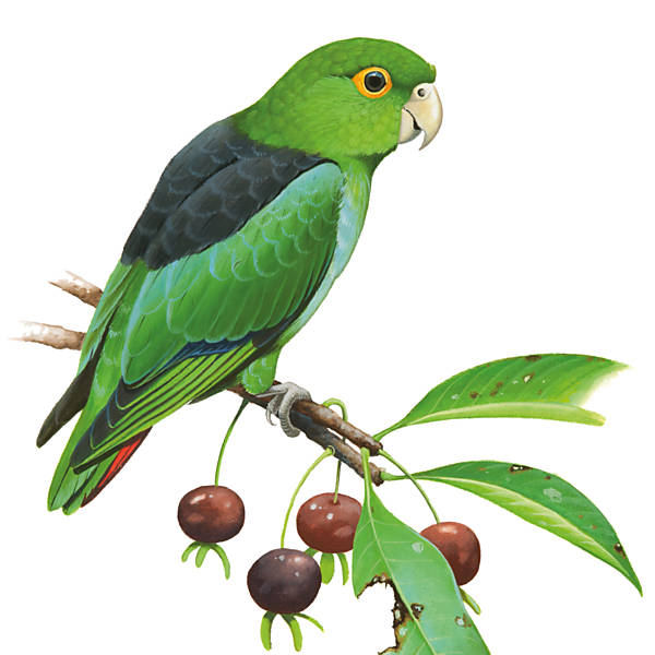 As espcies de papagaio mais raras no Brasil