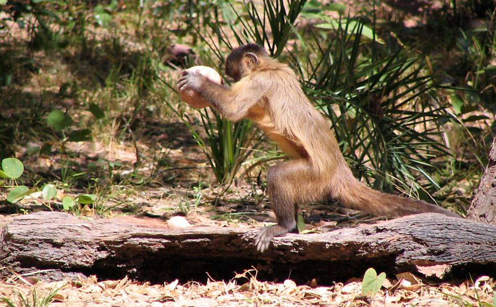 Macacos-prego brasileiros estão em sua própria 'idade da pedra' há