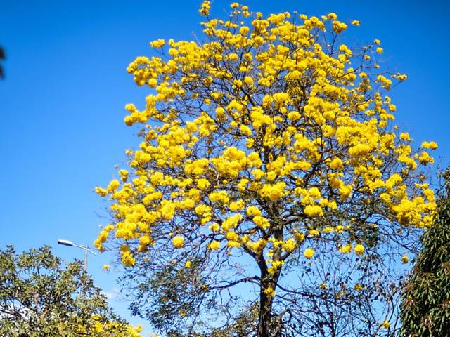 Florao de ips-amarelos deixa Braslia mais colorida