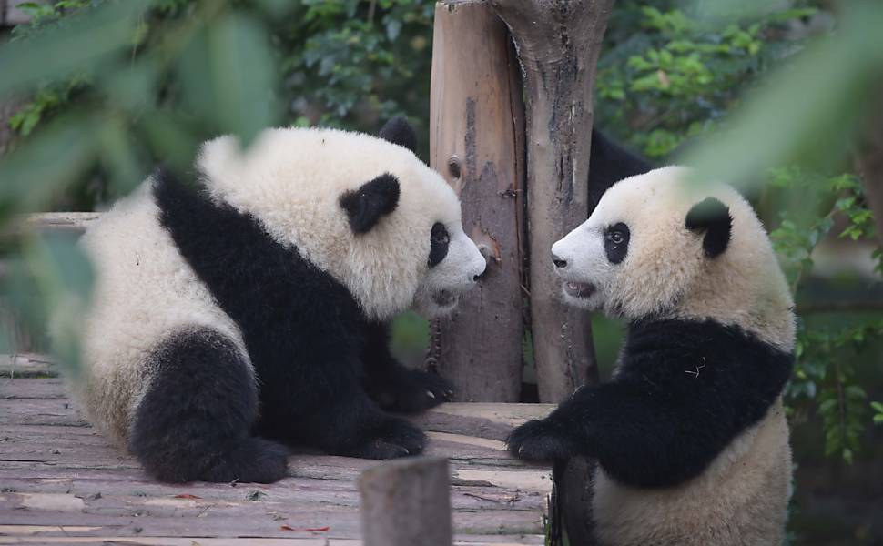 A diplomacia dos pandas