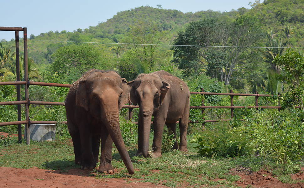 Santurio de elefantes  inaugurado no Brasil