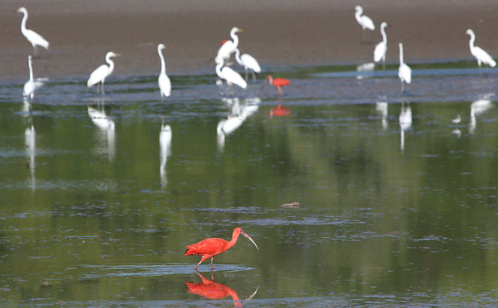 Ilha de Maraj - Na natureza selvagem