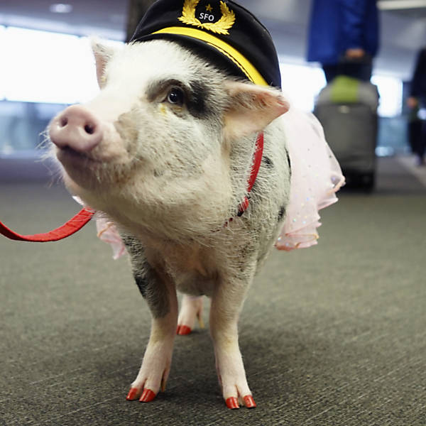 Lilou, a porquinha do aeroporto de So Francisco