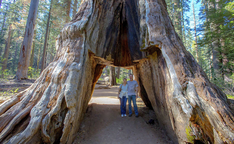 Pioneer Cabin, a árvore-túnel