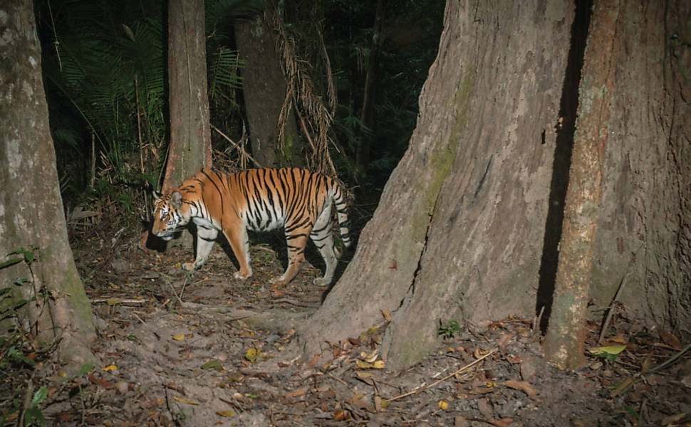 "Família de Tigres encontrada na Tailândia"