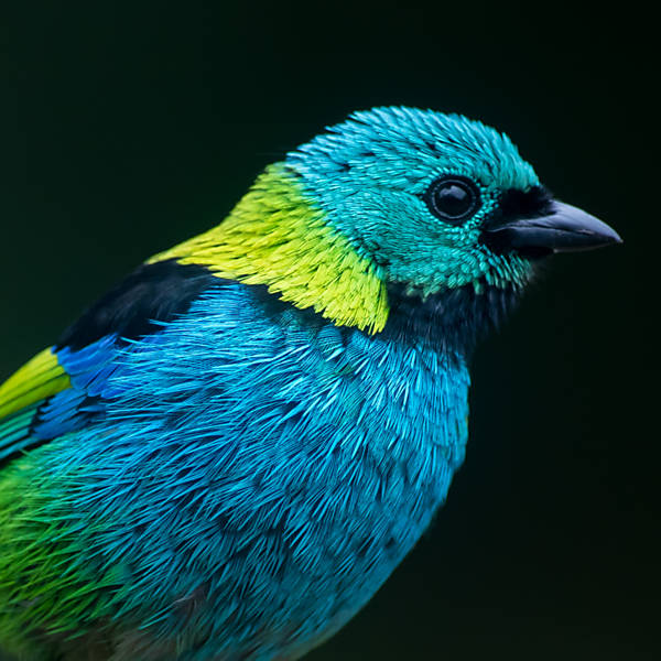 Birdwatching, por Flavio Moraes