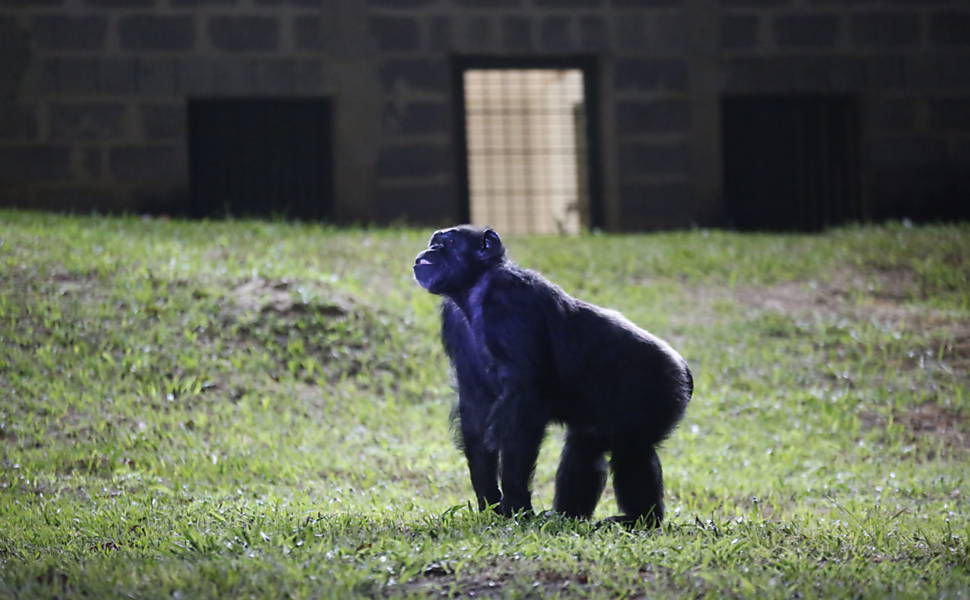 Cecilia, the Argentine female chimpanzee