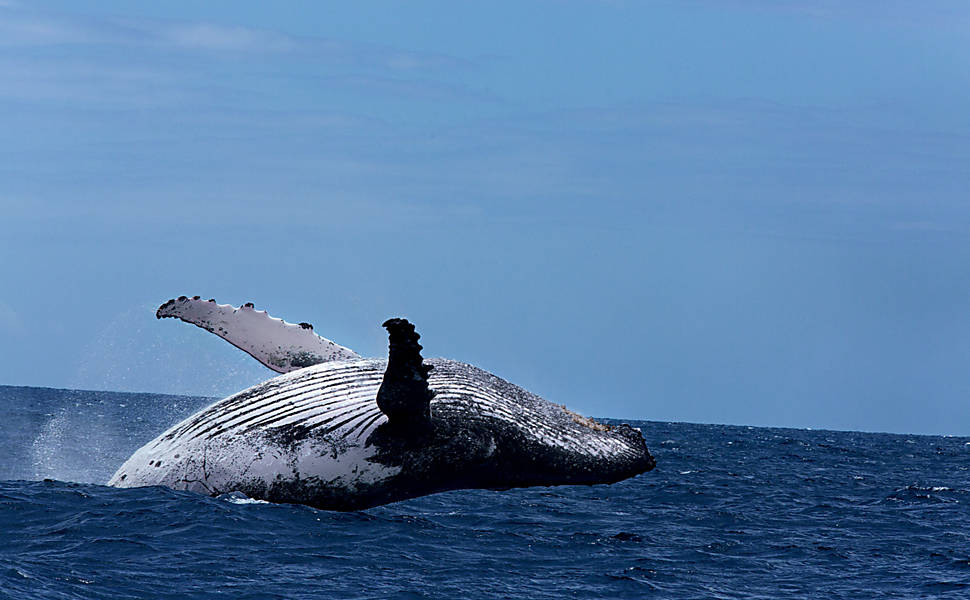 Fotgrafo registra baleias e paisagens de Abrolhos
