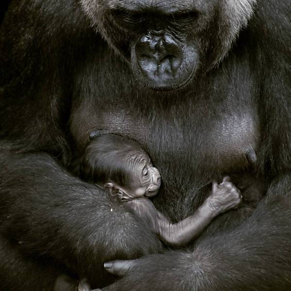 Beb Gorila 