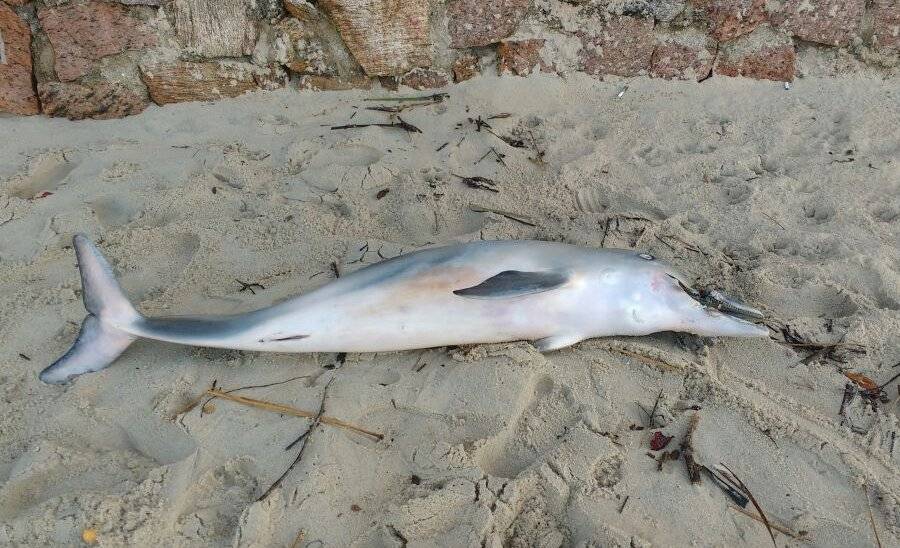 Golfinho morre com tira de chinelo presa ao focinho