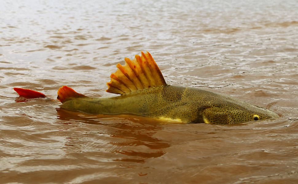 Pesca no Araguaia