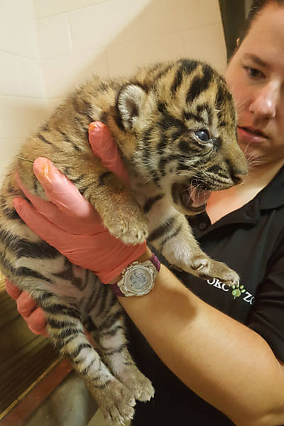 Zoológico de Oklahoma apresenta filhotes de tigre