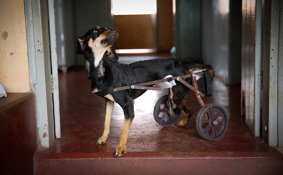 Cadeira de rodas para animais