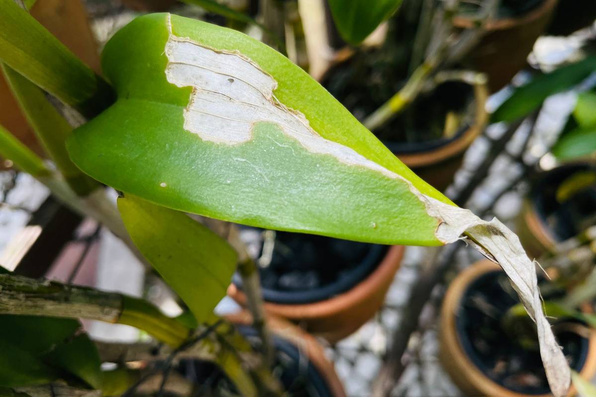 Pragas Nas Plantas Saiba Como Identificar E Eliminar