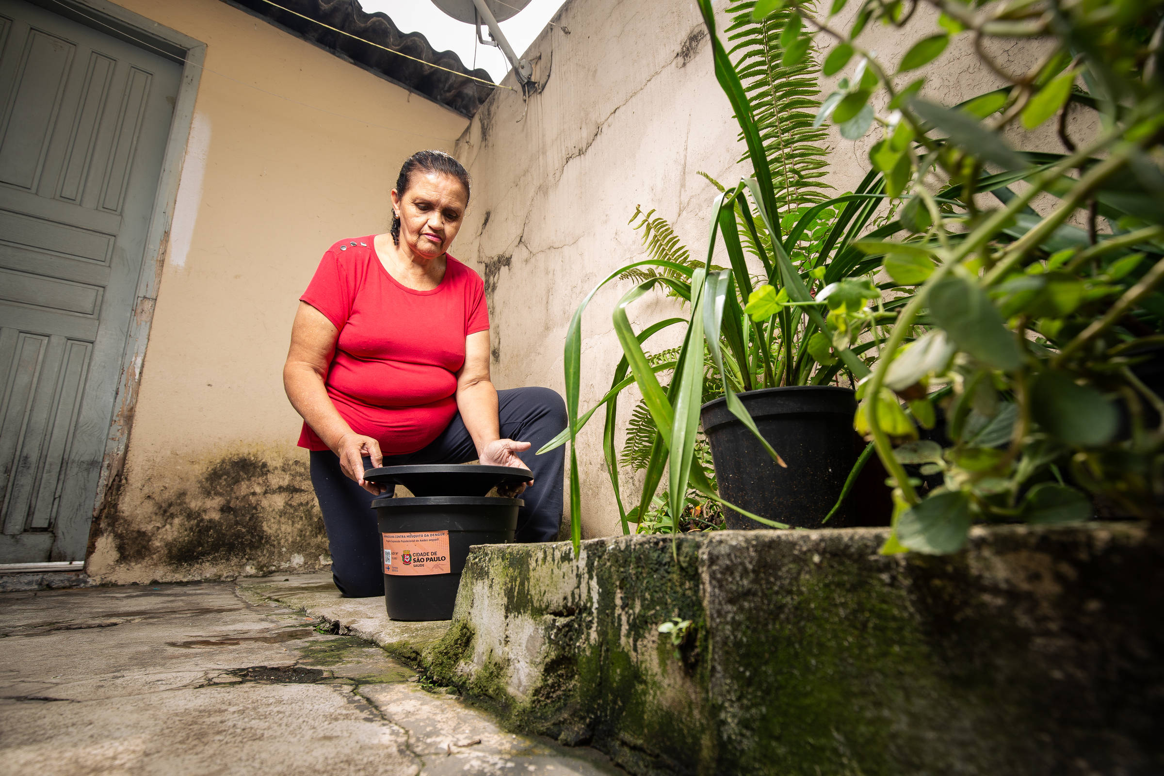 Como Funciona A Armadilha Contra O Aedes Aegypti Em S O Paulo