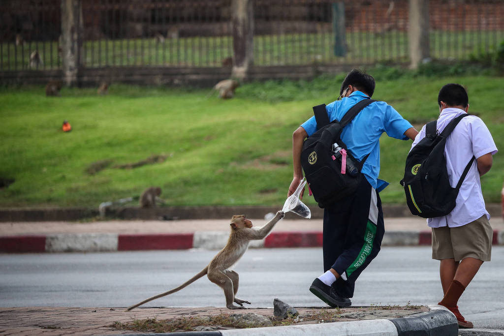 Policiais Ficam Presos Em Delegacia Na Tail Ndia Por Causa De Macacos