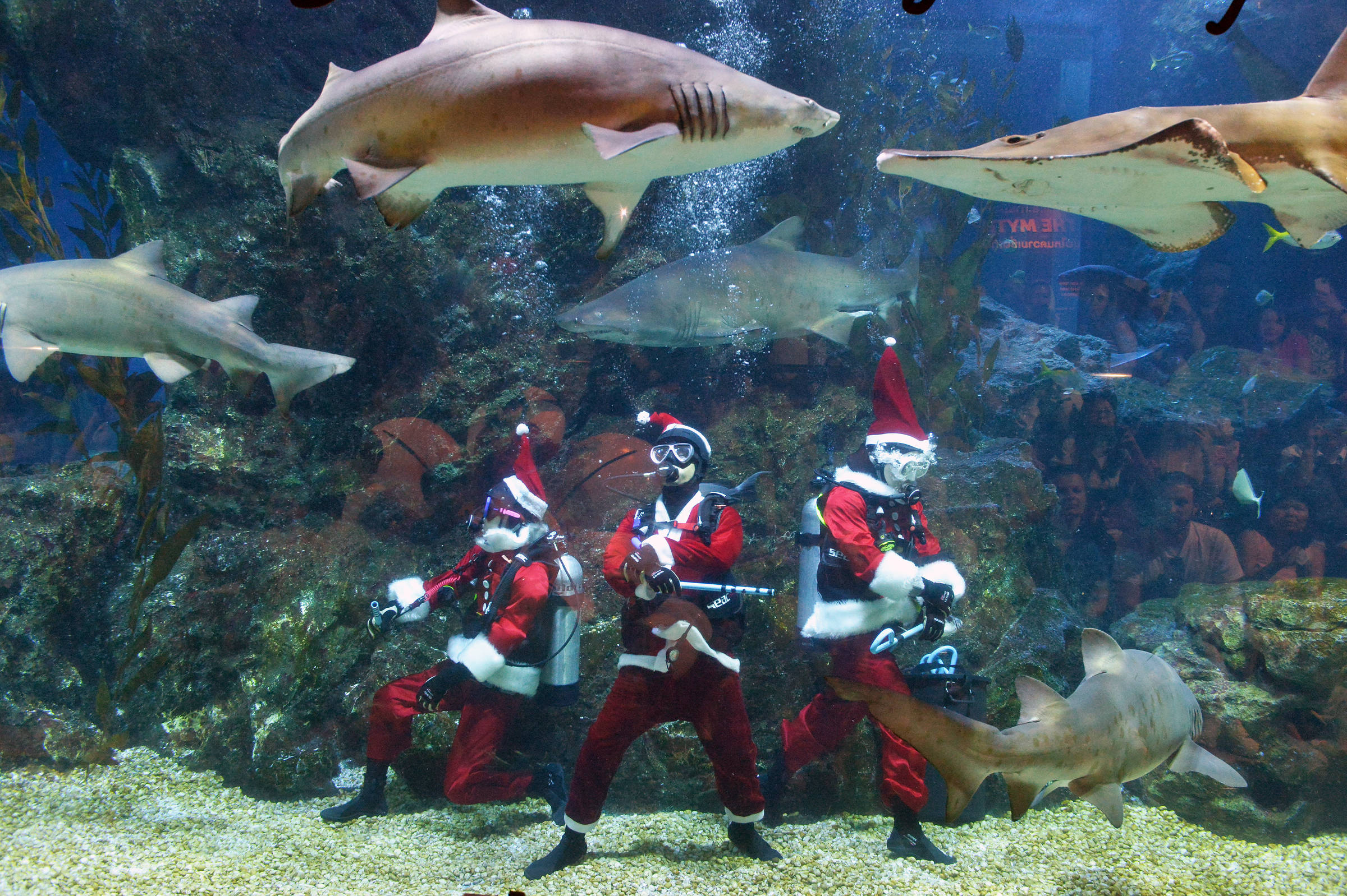 Mergulhadores Vestidos De Papai Noel Se Apresentam Na Tail Ndia Veja